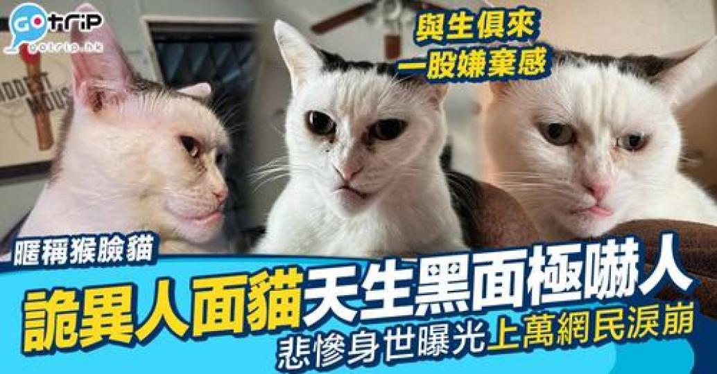 有名貓奴喺愛貓去世後領養咗一隻外表奇特嘅黑白貓...
