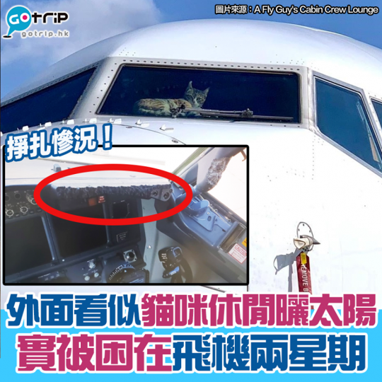 貓咪睇落好休閒，實情驚恐過度，於機艙大肆破壞...