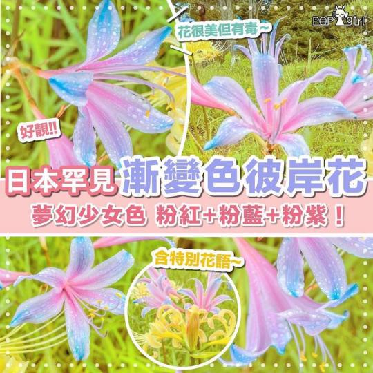 日本罕見漸變色彼岸花...