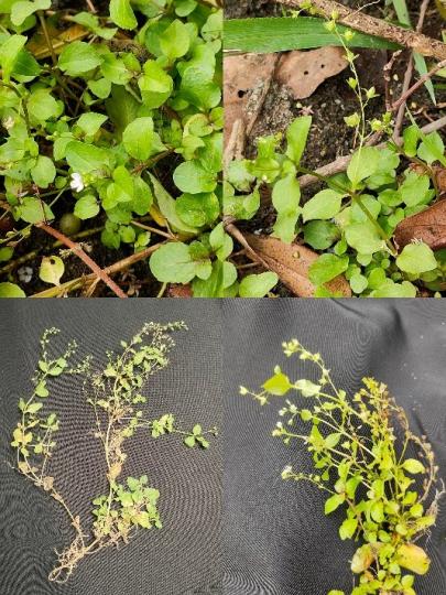 科研人員在湖北竹溪發現兩個植物新物種...