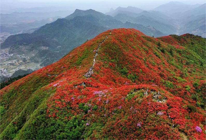貴州丹寨：杜鵑花正艷 遊客紛至沓來...