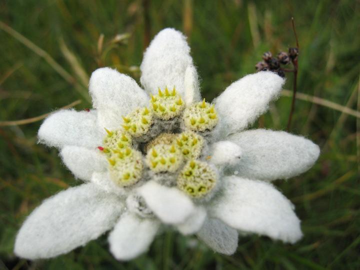 瑞士雪絨花是一種生命
力極强的植物,生於瑞
士海拔2千米至3千米
的雪山峻嶺中,花朵細
小絨白,却能適應高海
拔及極地嚴寒氣候,固
得到"高山花皇後"的
美譽,被瑞士選爲國花
據說雪絨花還有美肌
功效...