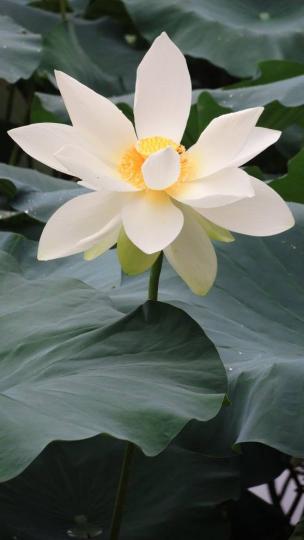 花花世界---蓮花的清雅、我喜歡、早上好各位！...