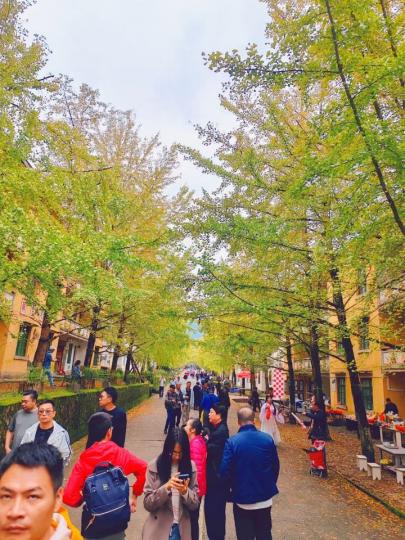 韶關帽子峰，影到黃葉銀杏......