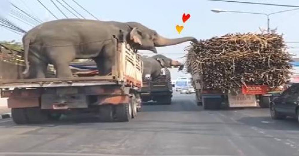 等紅燈巧遇「自來餐車」......