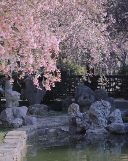 春暖花海 莫愁湖海棠......