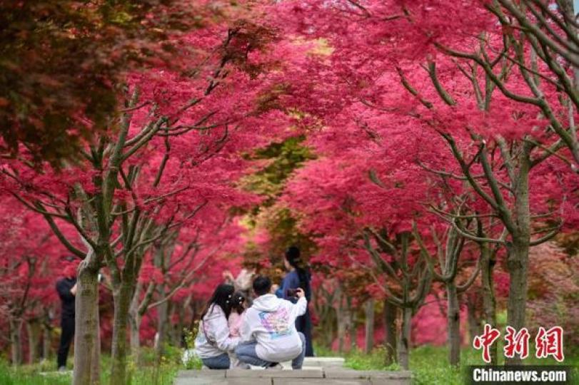 重慶市巴南區五洲園內，400畝錦秀楓迎來觀賞季...