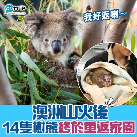 於去年夏天在澳洲維多利亞州的森林大火中，被獲救的14隻樹熊終於返回家園...