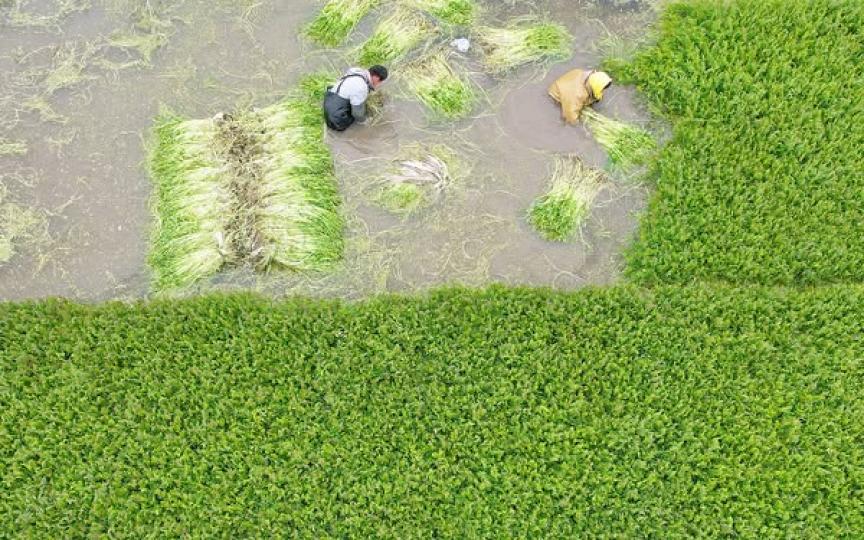 Farmers are busy harvesting water celery...