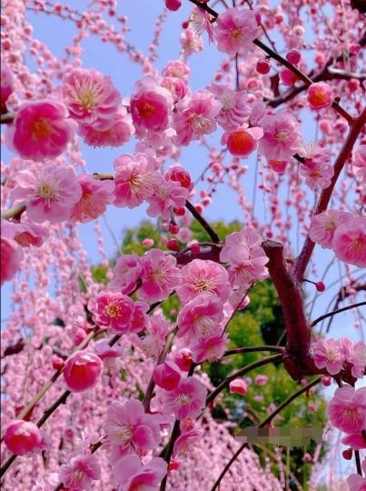 垂枝梅花垂枝梅花........