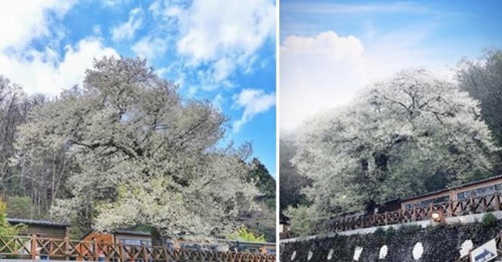 晚上的純白櫻花更是美到驚嘆...
