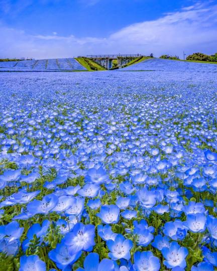 無邊無際的湛藍粉蝶花海...