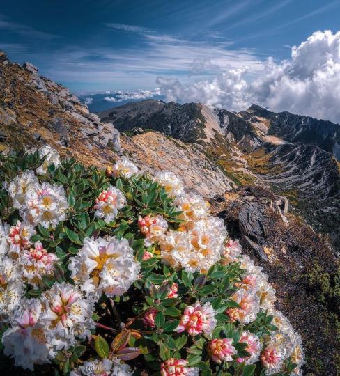 南湖大山上，一面開滿的粉白杜鵑花...