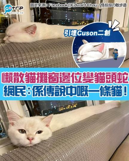 有網民日前發文表示有日主子懶散地攤係窗邊休息，定眼一睇主子竟然化身成貓頭蛇！...