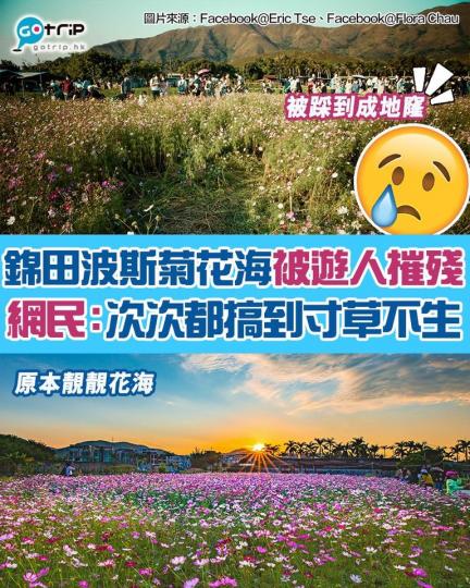 元朗錦田鄉村俱樂部超大片嘅粉紅波斯菊花海喺網上爆紅，引嚟唔少市民週末去賞花打卡...