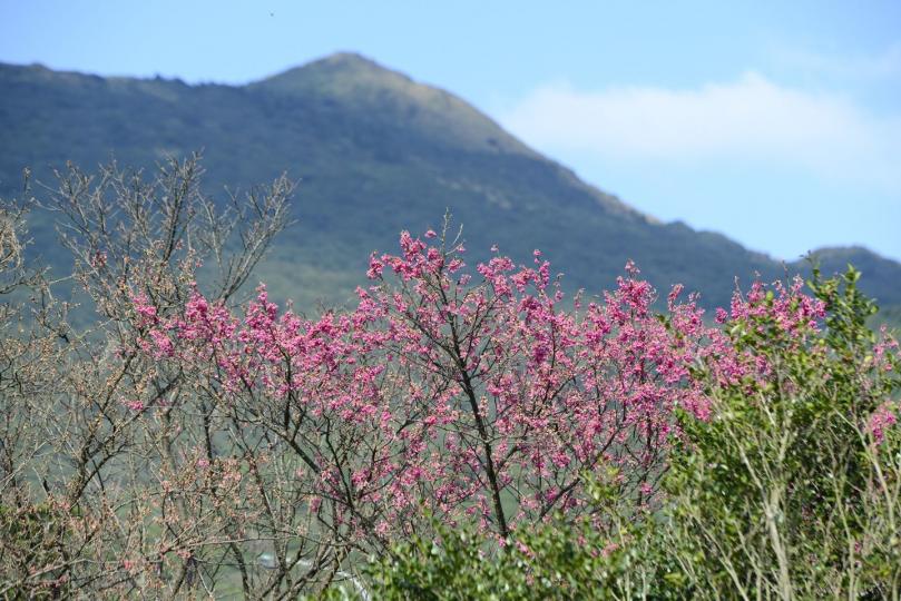 每年的春天，陽明山櫻花盛開...