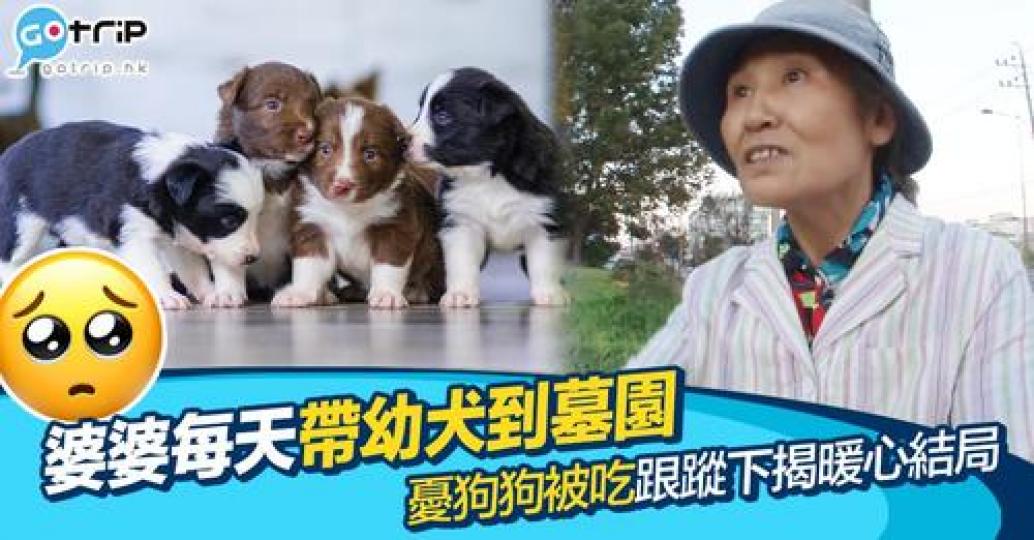 有位婆婆每日都會帶6隻幼犬到墓園，奇怪嘅行為令人十分擔心她對狗狗不利...