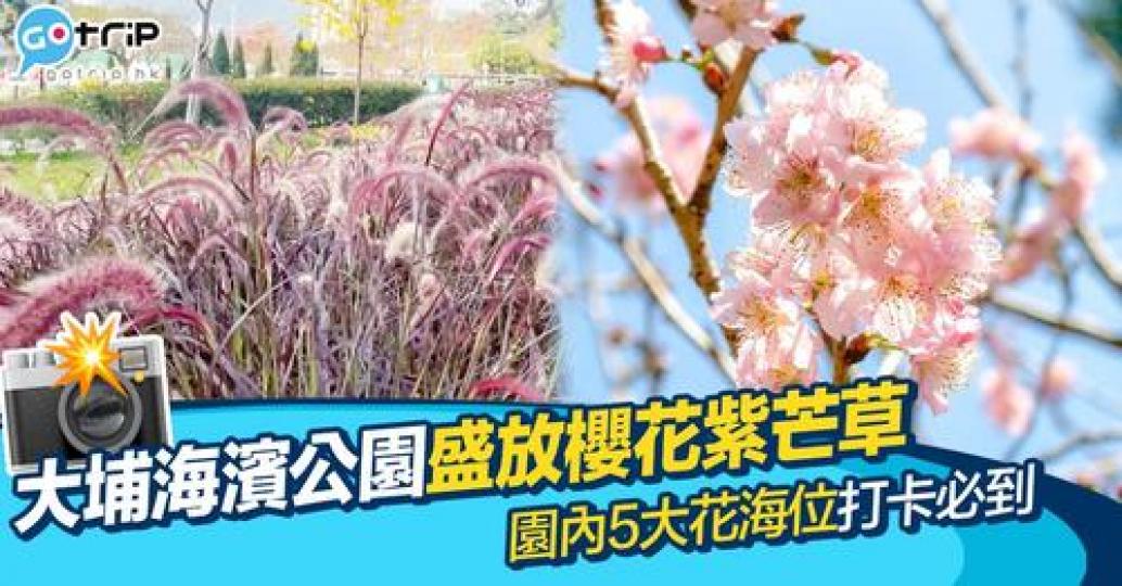 作為春季賞花熱點嘅大埔海濱公園，每年都會吸引唔少港人打卡...