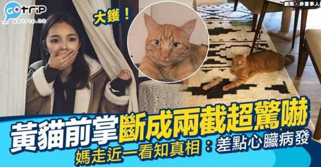 愛貓Rory有日攤喺地毯上休息嘅時候，佢突然發現Rory嘅右前手疑似斷開！...