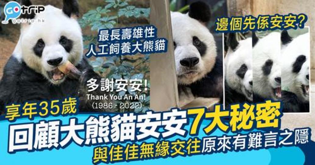 陪伴一代港人成長既大熊貓為安安「安樂死」...