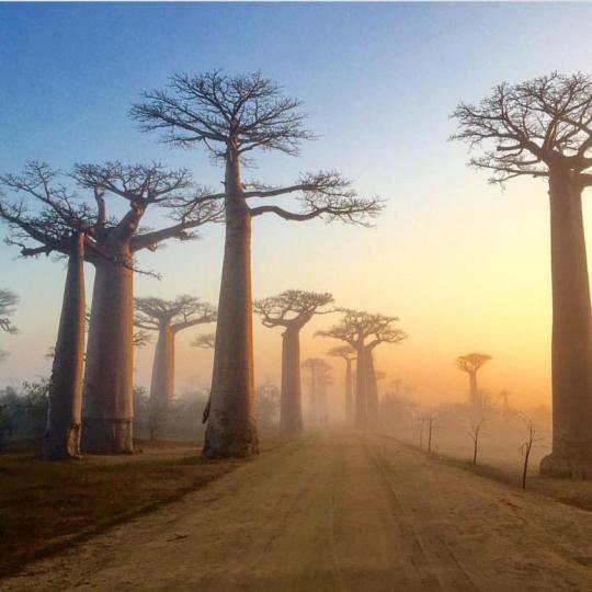 猴麵包樹大道，馬達加斯加...