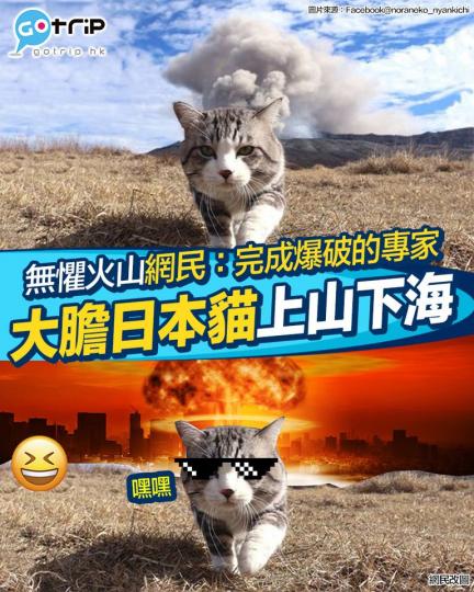 日本嘅貓貓，四周圍去旅行...