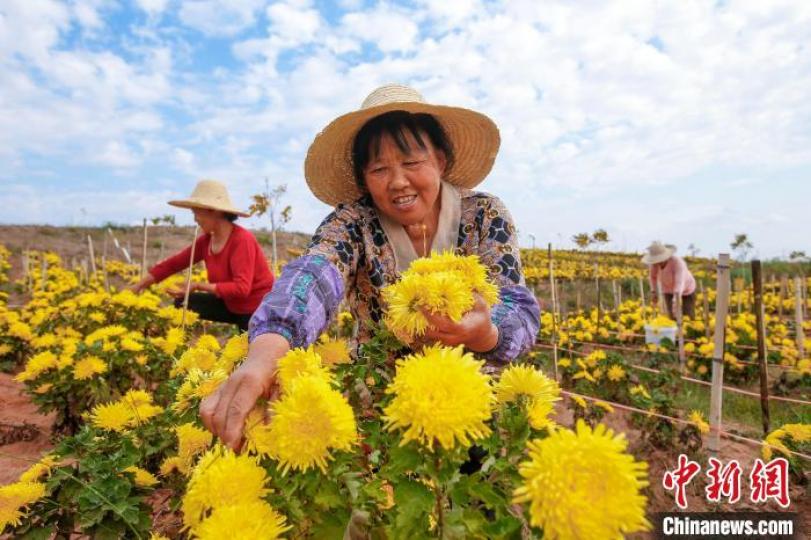 安徽黃山：金絲皇菊喜豐收...