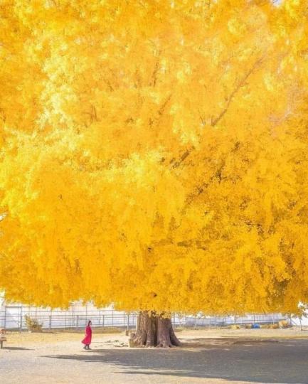 茨城縣超夢幻四季美麗花海公園...