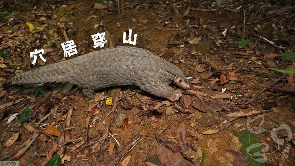 [ 穴居穿山 ]：www.oasistrek.com/pangolin.php...