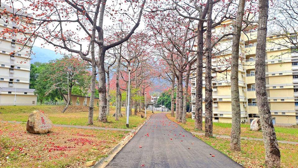 紅棉盛開 石崗軍營......