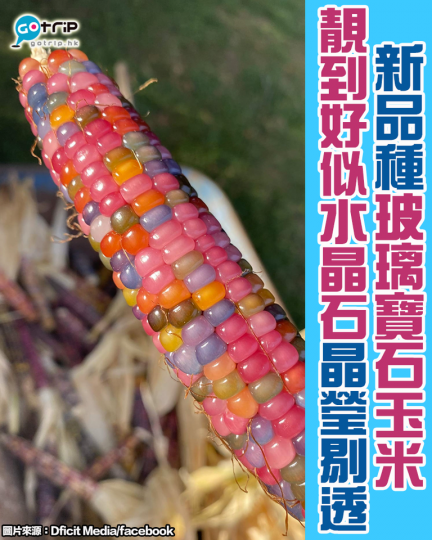 最近流傳了一款新品種粟米叫玻璃寶石粟米（Glass Gem），五顏六色靚到好似水晶！...