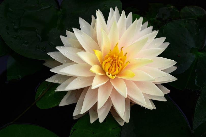 Water lily flowers, one of the most exquisite pond plants... Water lily flowers, one of the most exquisite pond plants...