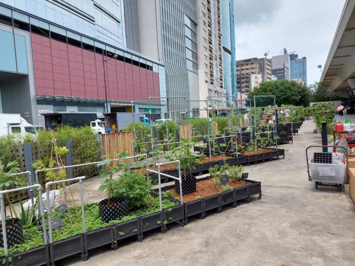 閙市中的菜園
無意中經過觀塘海濱公園, 見到好多植物種植箱, 種有許多菜, 豆, 菠蘿, 熱情果等, 見到果實纍纍, 十分開心, 有空可去參觀吓。
前往方法: 由牛頭角地鐵站經鴻圖道方向, 直往海傍,...