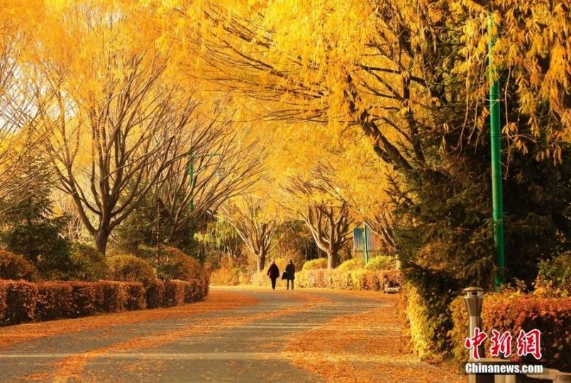 甘肅張掖：秋風吹拂 繽紛落葉鋪就“金色大道...
