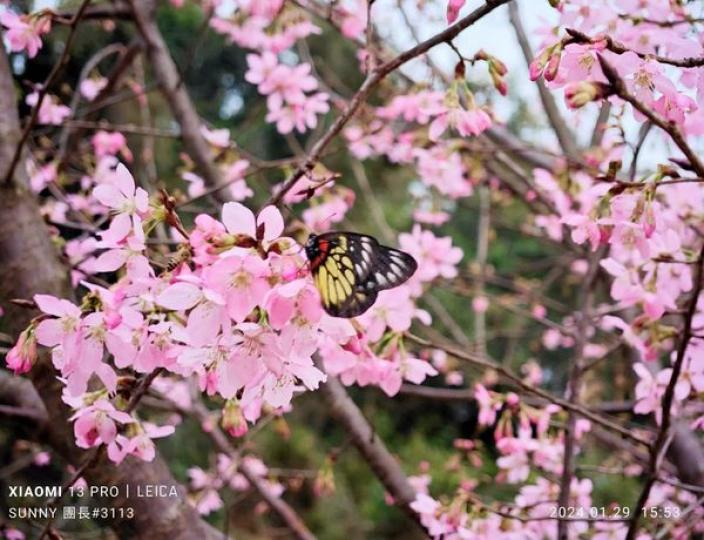 影咗櫻花 200幾張  ......