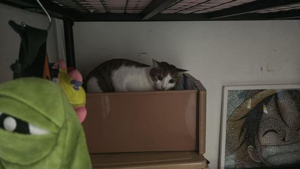 拯救動物 • 義不容辭......