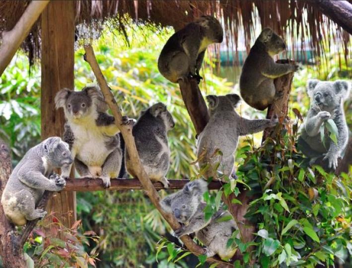 長隆野生動物園......