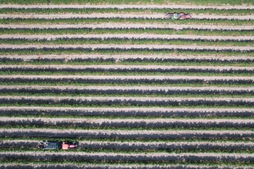 Ningxia region: From vine to global...
