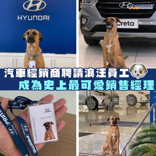 唔少公司會聘請汪星人做員工。最近巴西塞拉一間汽車銷售商聘請流浪犬圖森（Tucson）做銷售經理。圖森經常喺門口出現，每次都只喺靜靜咁觀望店內，深得員工喜愛。員工召開員工會議後，決定聘請狗狗。圖森只要一...