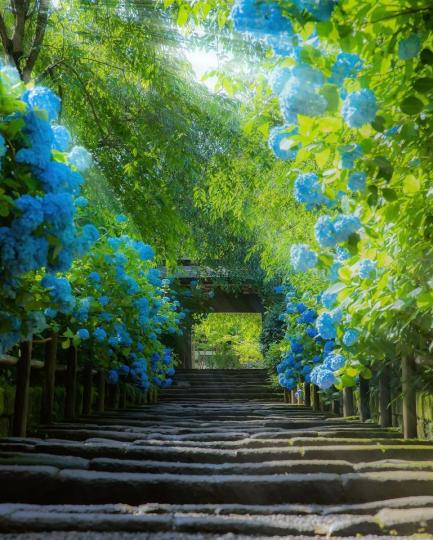 繡球花手水舍的繽紛畫面太夢幻...
