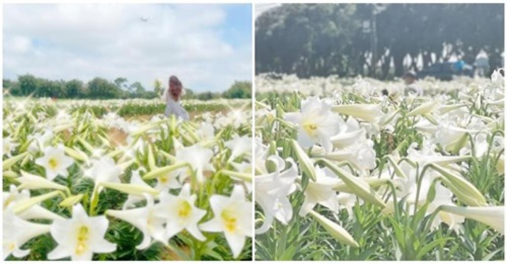 夢幻的百合花海一望無際...