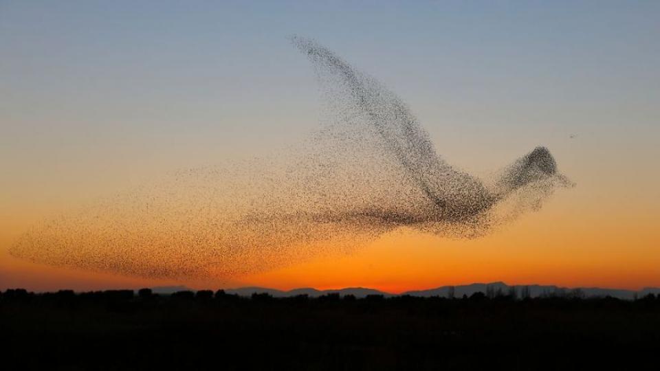 攝影師拍下「鳥兒空中群飛」壯觀畫面...