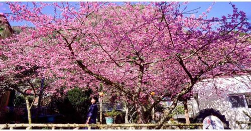 這顆是唯美的櫻花國王
🌸🌸好期待今年的櫻花季節...