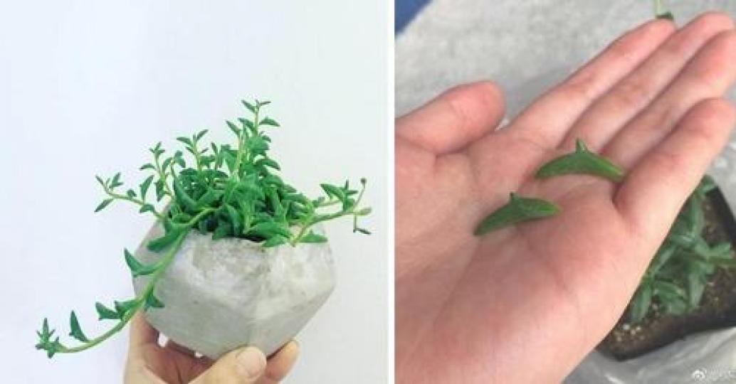 辦公室放一盆，上班心情都好起來了...
