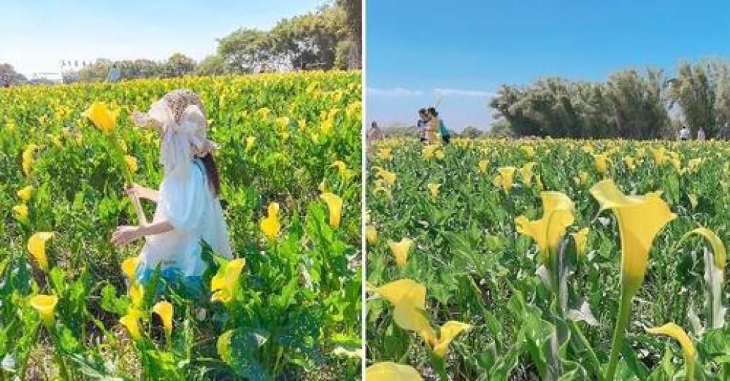 浪漫的黃色海芋活潑又有朝氣...