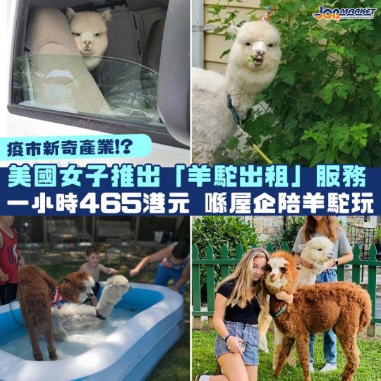 肺炎疫情,令好多家庭冇辦法出去玩。美國女子Andrea Diaz推行新奇產業—「羊駝出租」服務,等大人同小朋友安在家中,可以同小動物玩。本身Diaz養咗兩隻羊駝Pisco同Chewy,佢哋生性溫柔,非... 肺炎疫情,令好多家庭冇辦法出去玩。美國女子Andrea Diaz推行新奇產業—「羊駝出租」服務,等大人同小朋友安在家中,可以同小動物玩。本身Diaz養咗兩隻羊駝Pisco同Chewy,佢哋生性溫柔,非...
