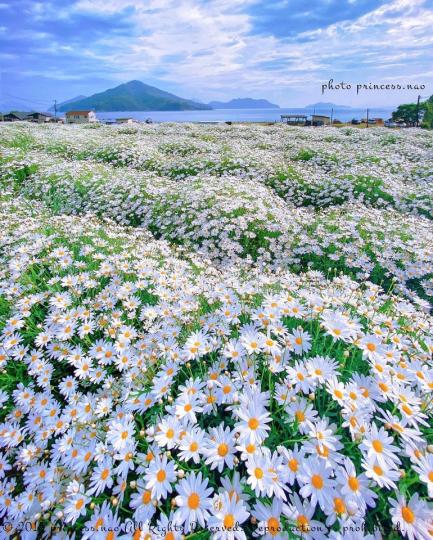 季節限定的「波斯菊花海公園」美到爆紅...