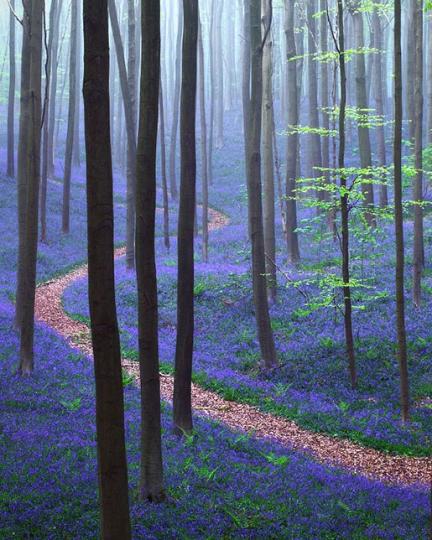 每年只盛開兩周的「藍色風鈴花海」...