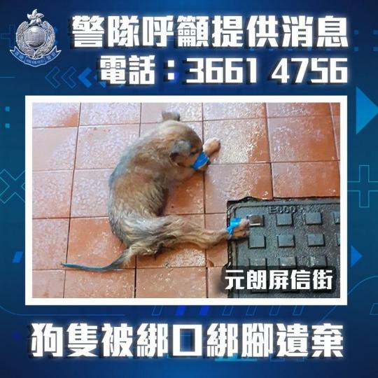 【 警方呼籲 • 元朗殘酷對待動物案 】
昨日(10月15日)，有市民在元朗屏信街垃圾回收站一個垃圾桶內，發現一隻受傷狗隻，其嘴部和後肢被膠帶綑綁。警方接報到場調查，案件暫列殘酷對待動物，受傷狗隻現交...