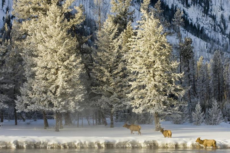美國懷俄明州黃石國家公園（Yellowstone National Park）...